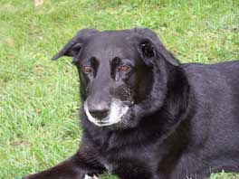 Photo du chien Boule, labrador noir qui a servi  sa reprsentation pour ce portrait